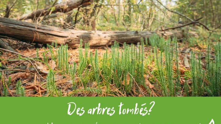 Quoi faire si des arbres sont tombés?