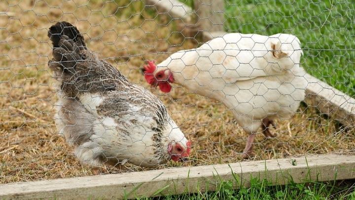 Élevage ou garde de poules à des fins personnelles