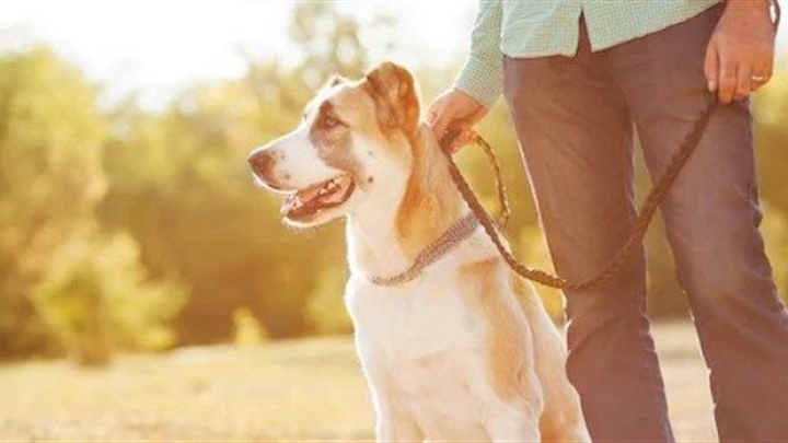 Règlement provincial - Encadrement des chiens