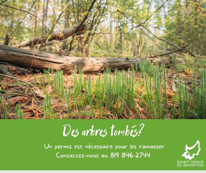 Quoi faire si des arbres sont tombés?