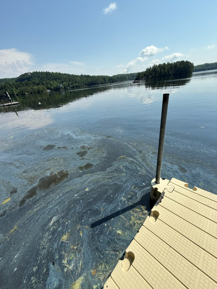 Cyanobactéries au Petit lac Brompton