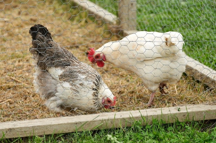 Élevage ou garde de poules à des fins personnelles