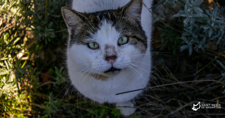 Opération de capture de chats errants de la SPA