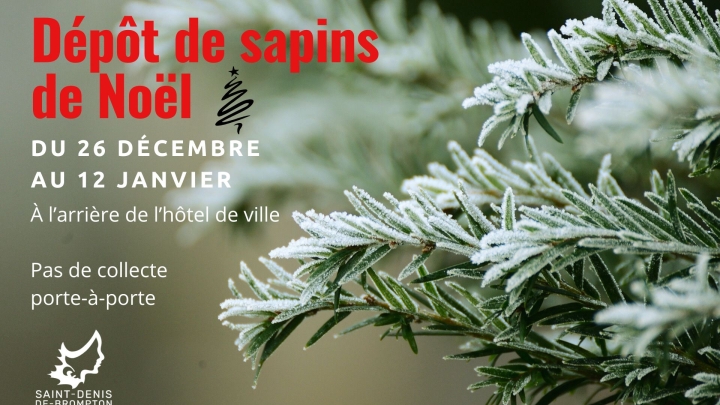 Collecte de sapins de Noël
