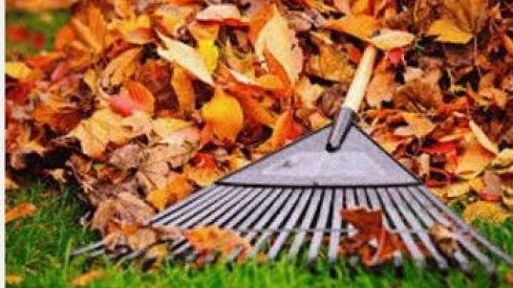 Collectes des feuilles d'automne : changement des dates