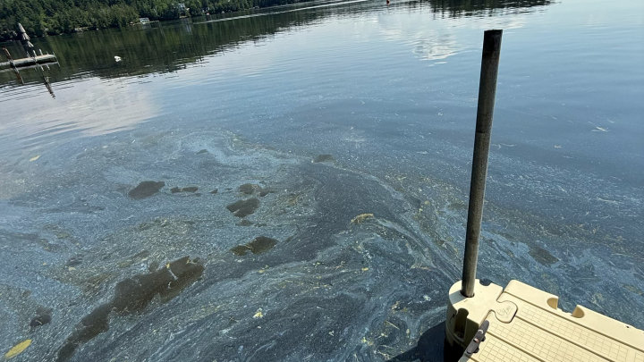 Cyanobactéries au Petit lac Brompton
